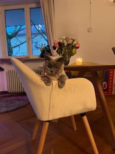 Roberta & Micaela  BKH Katzenpaar sucht