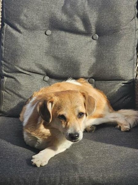 süßer kleiner Noki auf PS in 14513