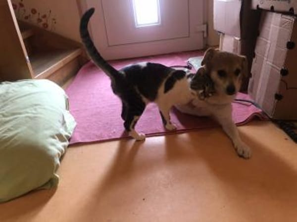 süßer kleiner Noki auf PS in 14513