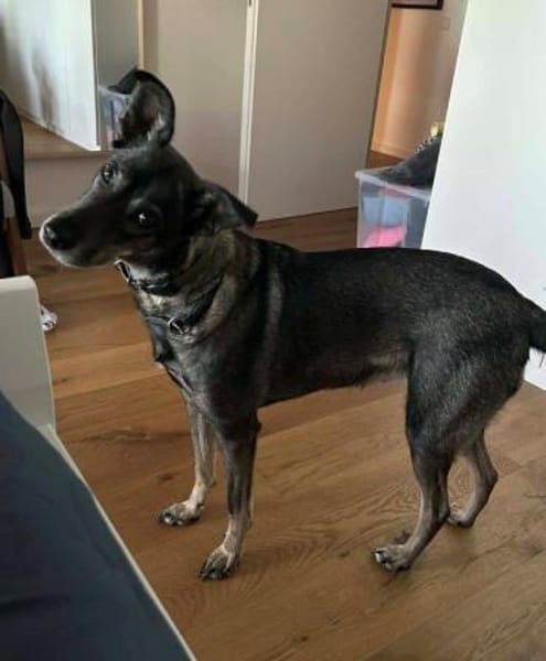 aktive Hündin Isi auf PS 85301