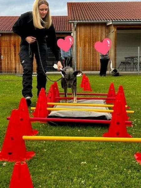 aktive Hündin Isi auf PS 85301