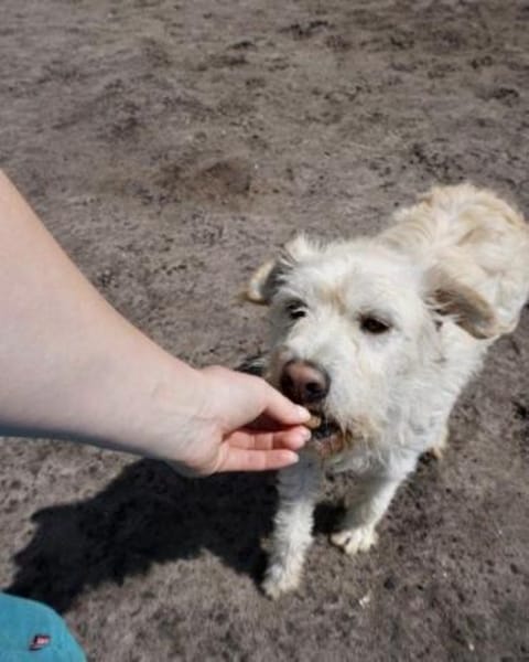 DIAMOND sucht sein Singlekörbchen