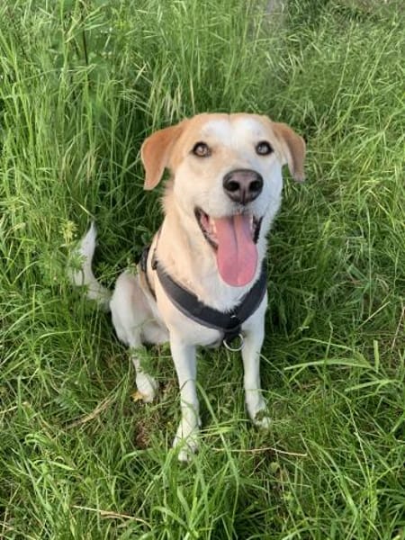 Dinus sucht Einzelzuhause auf dem Land