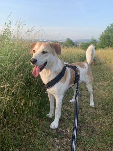 Dinus sucht Einzelzuhause auf dem Land