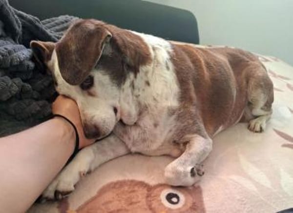 Tilda - liebenswerte Seniorin