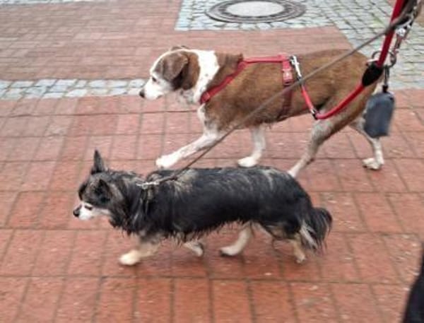 Tilda - liebenswerte Seniorin