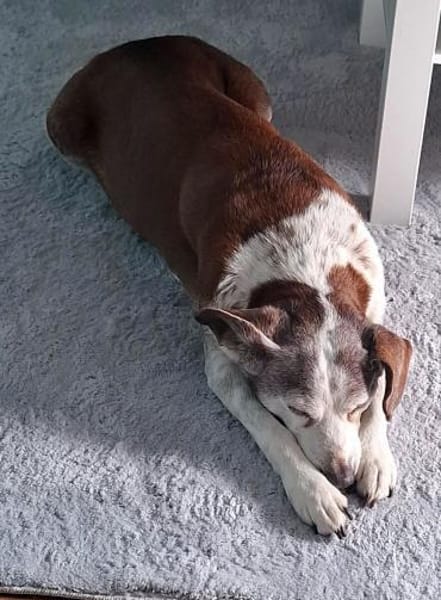 Tilda - liebenswerte Seniorin