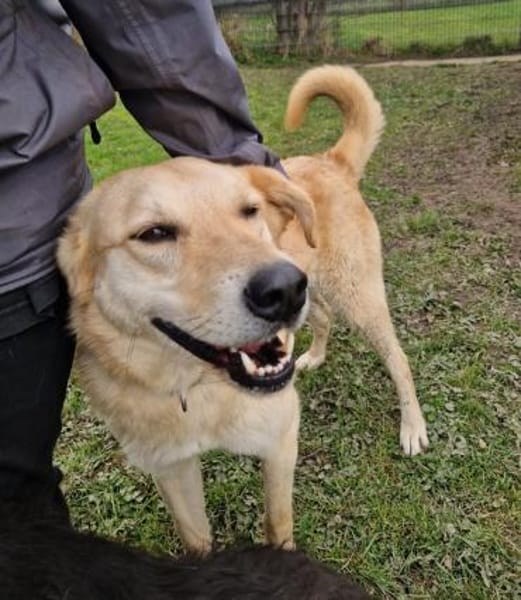 Josh Blond - treuer Kamerad