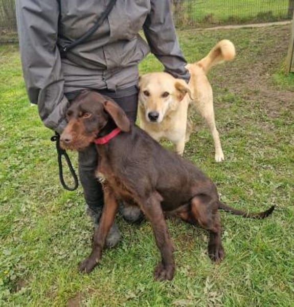 Josh Blond - treuer Kamerad