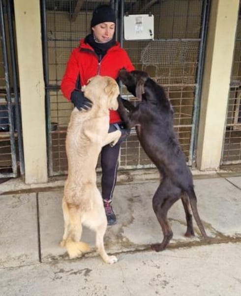 Josh Blond - treuer Kamerad