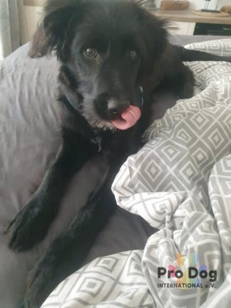 Hundekind Joker auf Pflegestelle