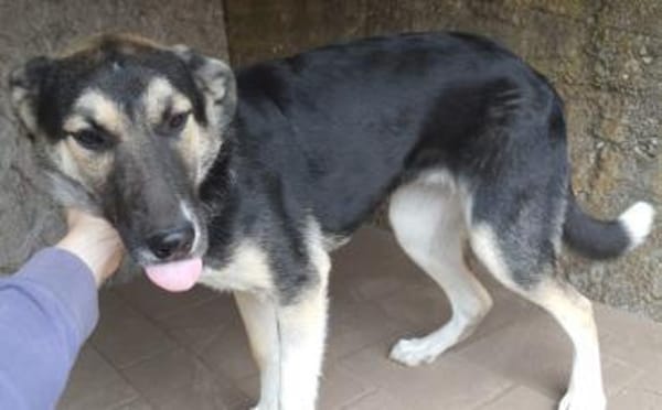 Raja  55 cm( Pflegestelle)