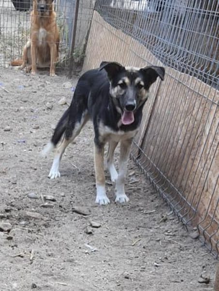 Raja  55 cm( Pflegestelle)