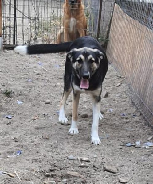 Raja  55 cm( Pflegestelle)