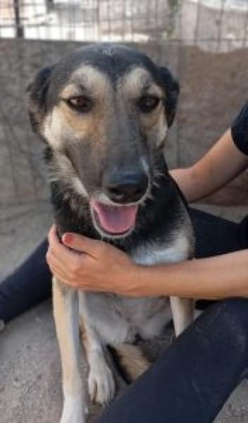 Raja  55 cm( Pflegestelle)