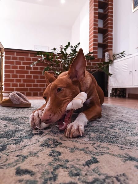 IVY, w., geb. 01/2021, Podenco-Mix