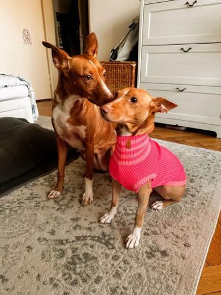 IVY, w., geb. 01/2021, Podenco-Mix