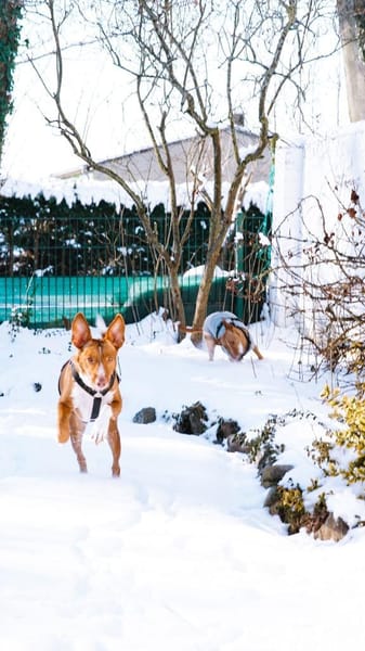 IVY, w., geb. 01/2021, Podenco-Mix