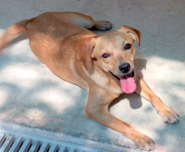 Ford 2 (zur Pflege in 59423 Unna)