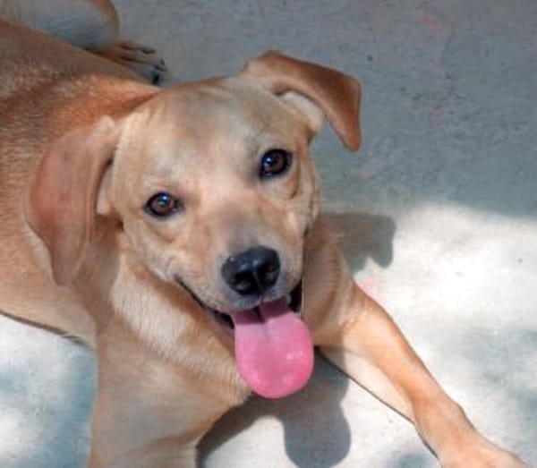 Ford 2 (zur Pflege in 59423 Unna)