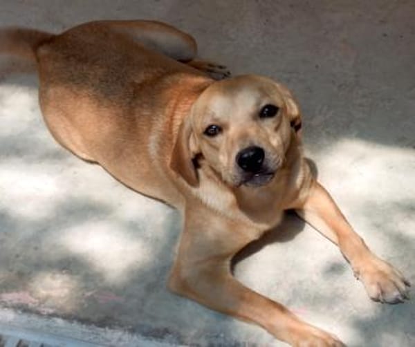 Ford 2 (zur Pflege in 59423 Unna)