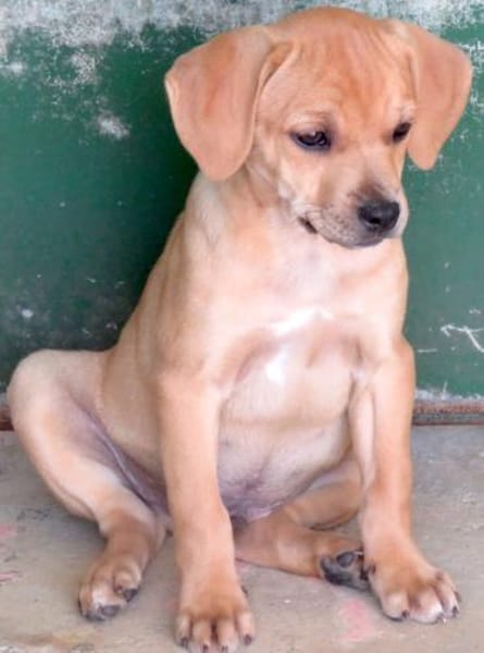 Ford 2 (zur Pflege in 59423 Unna)