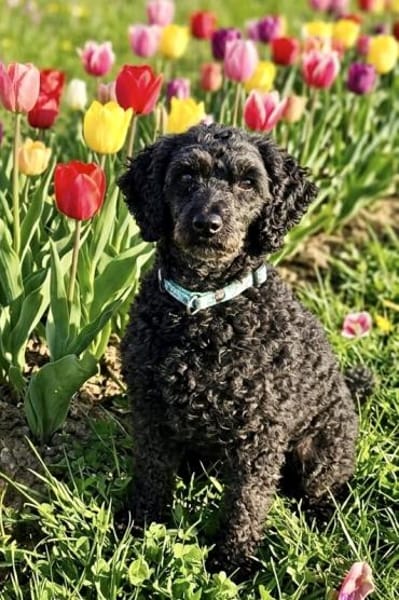 Pudka in 94363 Oberschneiding