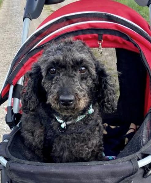 Pudka in 94363 Oberschneiding