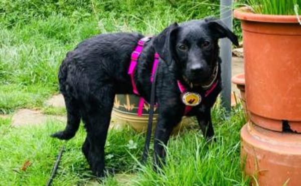 Zuhause gesucht für Kanya