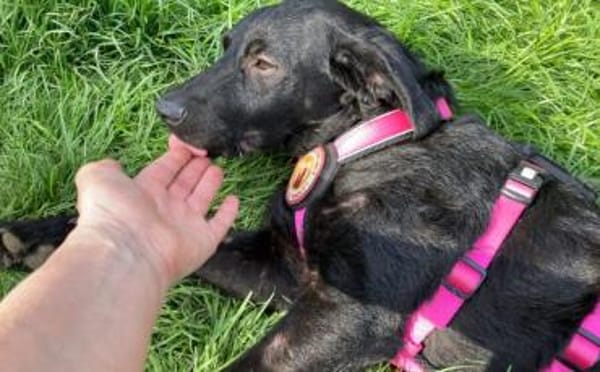 Zuhause gesucht für Kanya