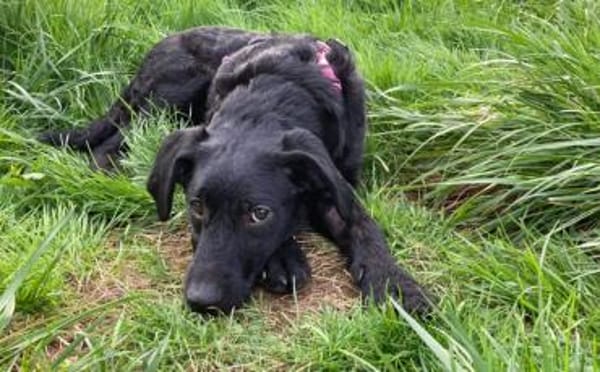 Zuhause gesucht für Kanya