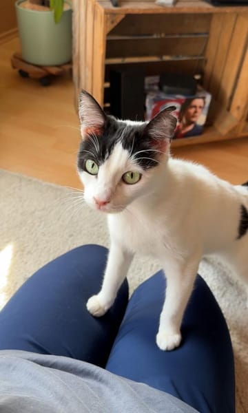 Ida und Nia aus dem Tierschutz