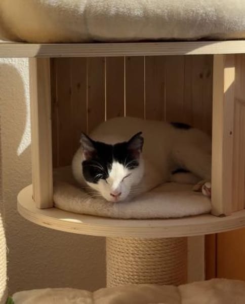 Ida und Nia aus dem Tierschutz