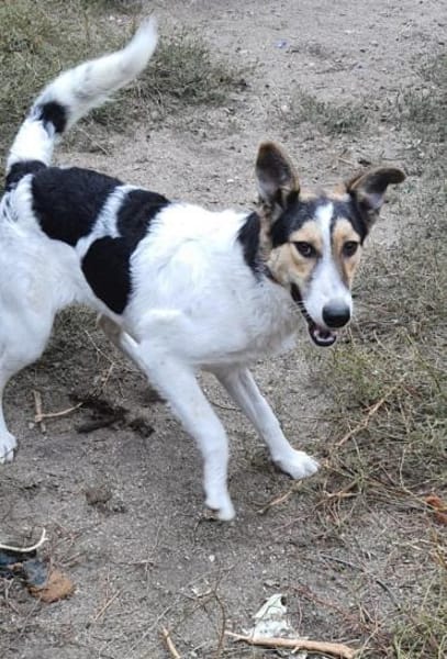 Rula  55 cm (Pflegestelle)