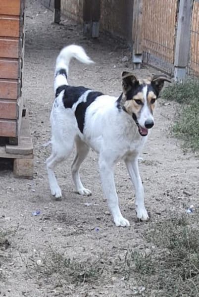 Rula  55 cm (Pflegestelle)