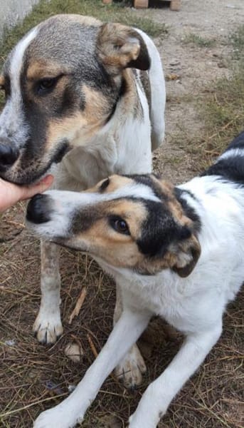 Rula  55 cm (Pflegestelle)