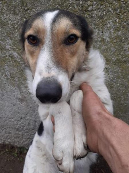 Rula  55 cm (Pflegestelle)