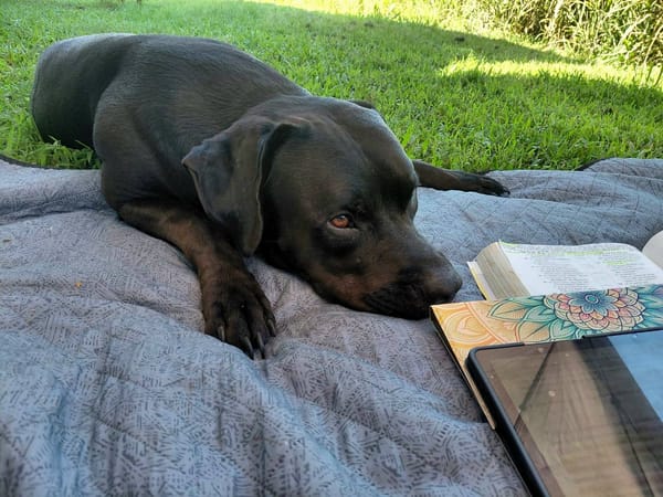 Tito, mâle croisé berger, né le 10/02/2022 🐶