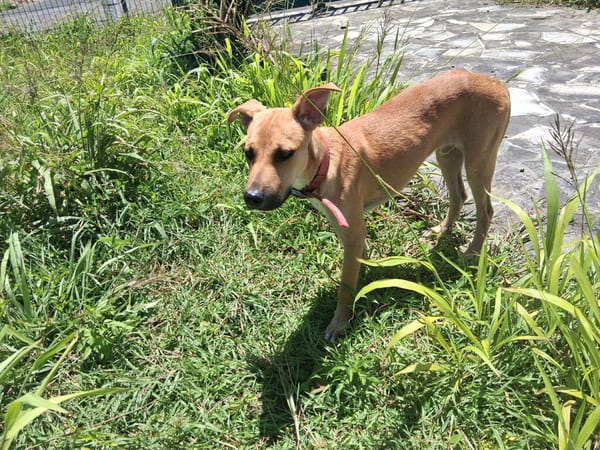 Spark, Mâle, X Berger, né le 20/09/2025🐶