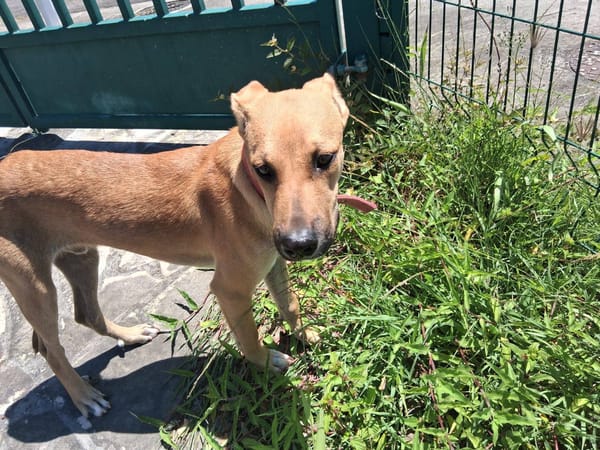 Spark, Mâle, X Berger, né le 20/09/2025🐶