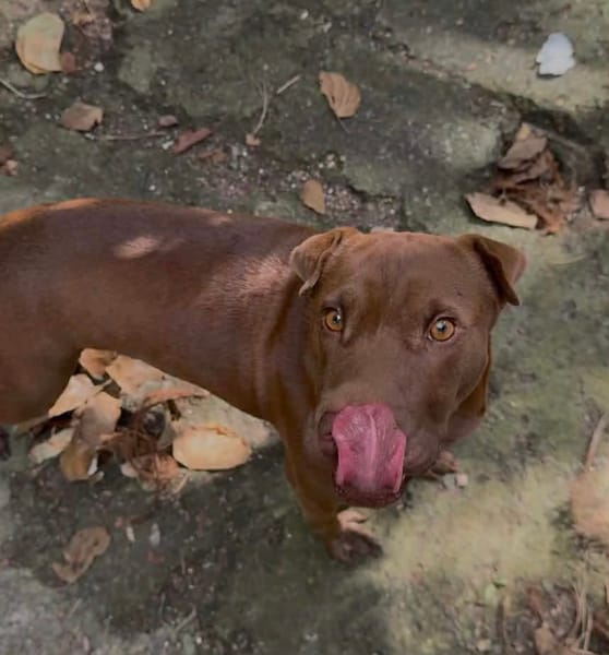 Pollux, mâle croisé Shar Pei, né le 03/06/2024 🐶