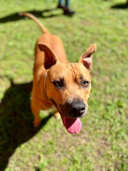 Omy, mâle croisé berger, né le 31/01/2024🐶