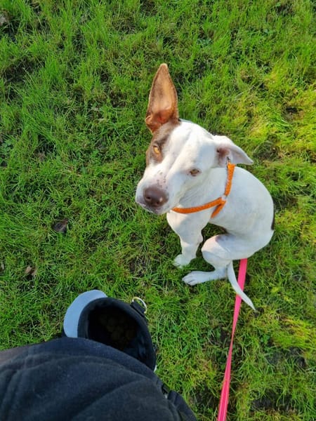 Neo, Mâle, X Berger, né le 01/01/2025 🐶