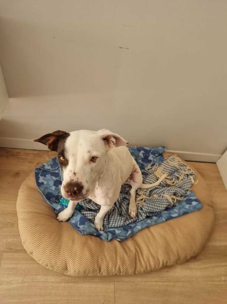 Neo, Mâle, X Berger, né le 01/01/2025 🐶