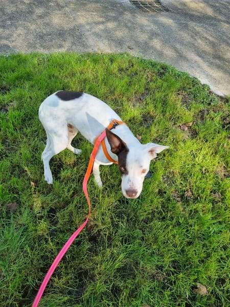 Neo, Mâle, X Berger, né le 01/01/2025 🐶