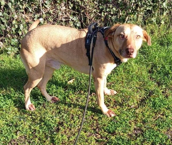 Fifi, mâle croisé berger, né le 15/06/2022 🐶