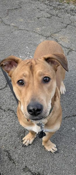 Bosko, mâle X berger né le 10/12/2024