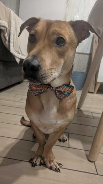 Bosko, mâle X berger né le 10/12/2024