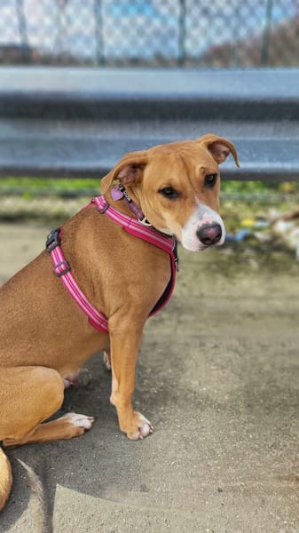 Aéla, femelle croisée berger, née le 15/06/2025 🐶