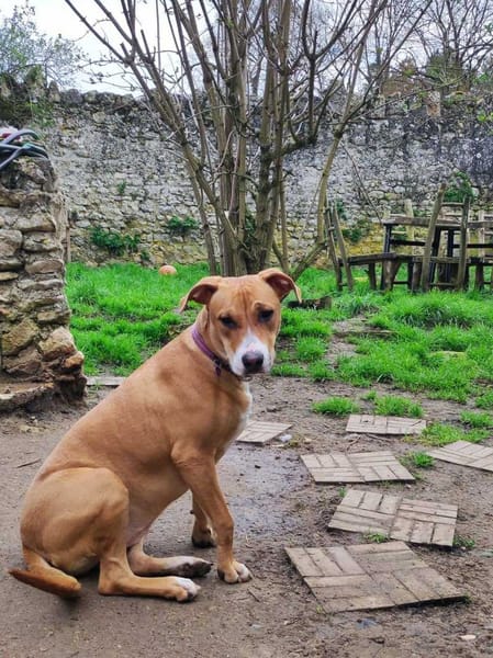 Aéla, femelle croisée berger, née le 15/06/2025 🐶